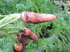 Морковь МО 50 гр.